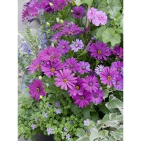 Kapski meseček Ø lončka pribl. 12 cm Osteospermum