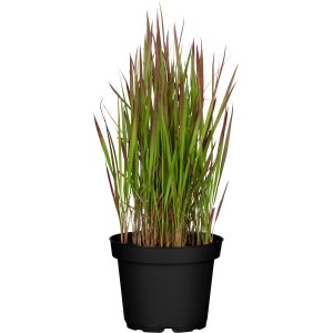 GROW by OBI Japonska krvava trava "Red Baron" rjavo-rdeča Ø lonca 19 cm Imperata