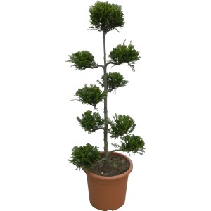 OBI Lejlandijeva cipresa "Castlewelland Gold" 80 cm lonec 9 l Cupressocyparis