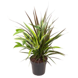 GROW by OBI Kombinacija zmajevke višina pribl. 50-60 cm Ø lončka 17 cm