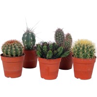 Kaktus Več različic Višina pribl. 22 cm Ø lončka 15 cm Cactus canarias