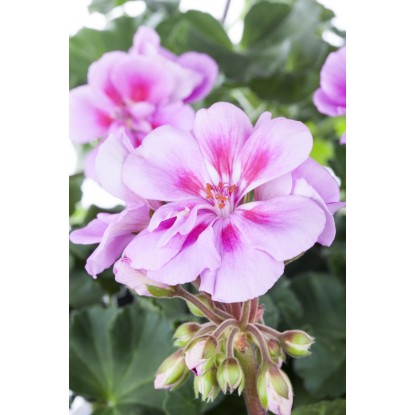 Pokončna pelargonija, Ø lončka pribl. 10,5 cm, Pelargonium zonale