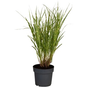 GROW by OBI Kitajski trstikovec "Strictus" Ø lončka 19 cm Miscanthus sinensis