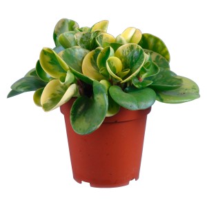 Magnolijelistna poprovka "Obtusifolia", &Oslash; lončka pribl. 12&nbsp;cm