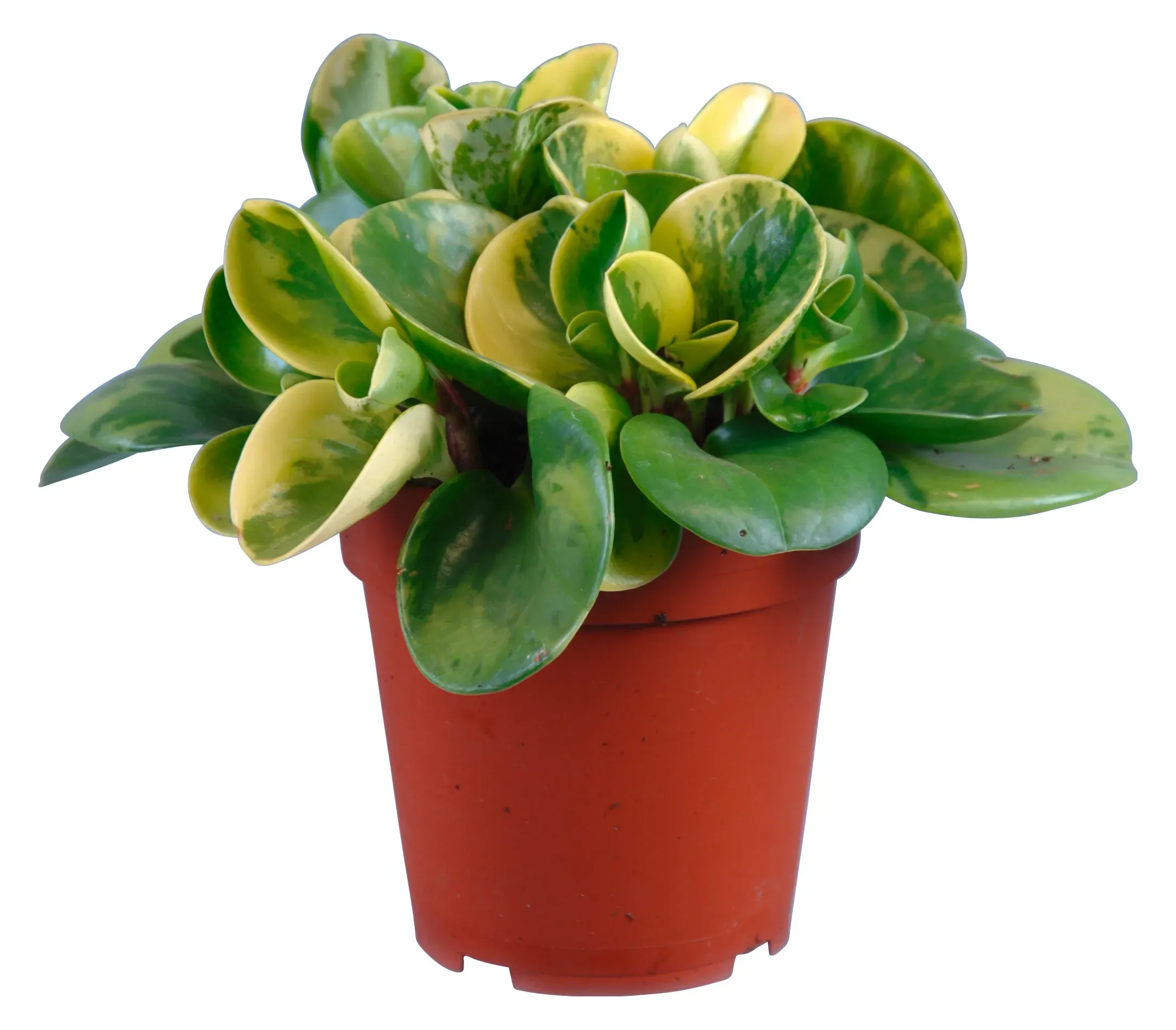 Magnolijelistna poprovka "Obtusifolia", &Oslash; lončka pribl. 12&nbsp;cm