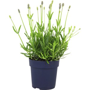Sivka "Felice" Ø lonca pribl. 10,5 cm Lavandula