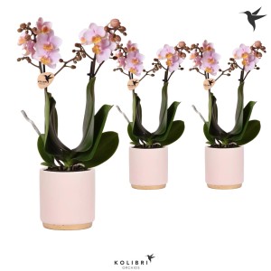 Orhideja Phalaenopsis rožnata v keramični posodi visoka 35-45 cm Ø lonca 9 cm