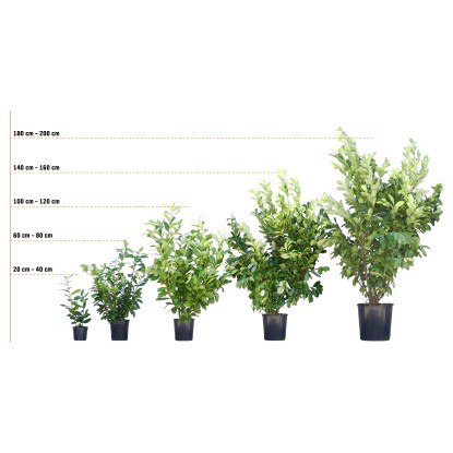 OBI fotinija Red Robin, višina pribl. 100-125 cm, lonec pribl. 10 l