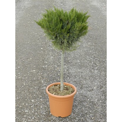 OBI Lejlandijeva cipresa "Gold Rider" višina 80 cm lonec 9 l Cupressocyparis