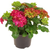 Kmečka hortenzija Rdeča Višina 45 cm Lonček 5 l Hydrangea Macrophylla