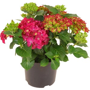 Kmečka hortenzija Rdeča Višina 45 cm Lonček 5 l Hydrangea Macrophylla
