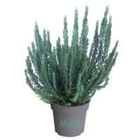Jesenska vresa "Minty" Ø lončka pribl. 11 cm Calluna vulgaris