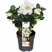 Teloh "Christmas Carol" bela Ø lončka pribl. 10,5 cm Helleborus niger