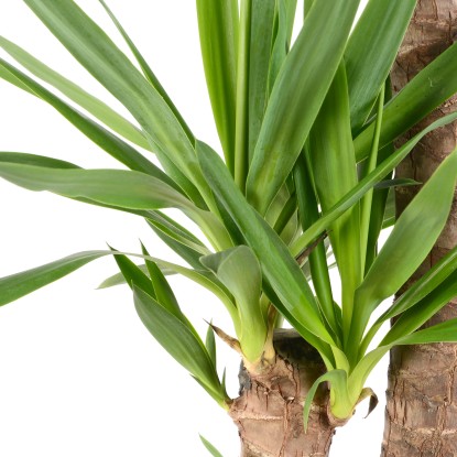 GROW by OBI Palmova lilija 130 - 140 cm Lonček Ø pribl. 24 cm Yucca elephantipes