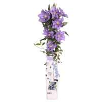 Clematis "Parisienne Boulevard" višina cca. 65 cm, lonec cca. 2 l