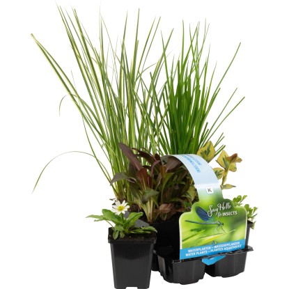 OBI Vodne rastline prijazne do žuželk 6 v kompletu Ø lonca pribl. 9 cm