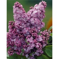 Španski bezeg vijoličen višina cca. 20-30 cm lonec cca. 2 l (Syringa vulgaris)