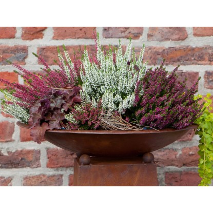Jesenska vresa Ø lončka pribl. 9 cm Calluna