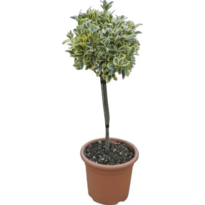 OBI Japonska trdoleska "Bravo" višina pribl. 65 cm lonec pribl.9 l Euonymus