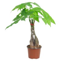 GROW by OBI Vodna pahira Ø lončka pribl. 12 cm Pachira aquatica