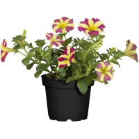 OBI Petunija "Amore" Ø lonca pribl. 12 cm Petunia