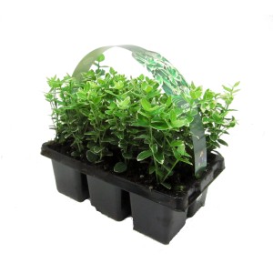 Plazeča trdoleska Emerald Gaiety belo pisana 6-delni komplet Ø lončka 7 cm