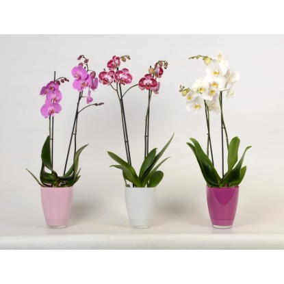 Metuljasta orhideja 2-stebelna v steklenem lončku Ø lončka pribl. 12 cm