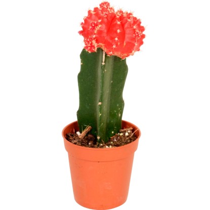 Cepljeni kaktus Neon Style Višina približno 20-25 cm, Ølončka približno 8,5 cm