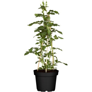 Vrtnice plezalke Ø lončka pribl. 23 cm