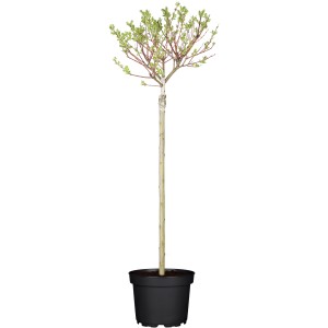 OBI Japonska vrba "Hakuro Nishiki" rumena 60-80 cm lonec 5 l Salix