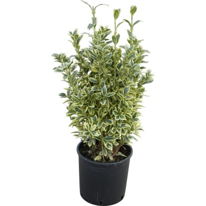 OBI Japonske trdoleske različnih vrst višina pribl. 50–60 cm lonec pribl. 10 l