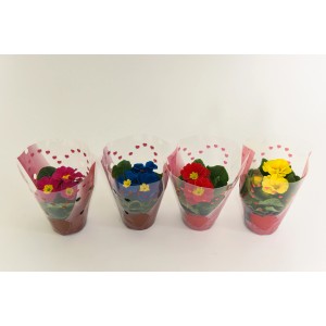 PCZ Varaždinski Cvijet Primula v okrasni vrečki Ø lončka 10 cm