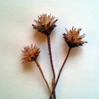 Okrasna roža Plumosum naravna 3 kosi