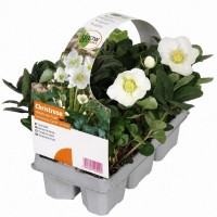 Črni teloh "Christmas Carol" 6-delni komplet bel 10-20 cm Helleborus niger