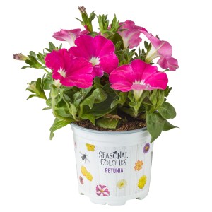 Petunija Ø lonca ca. 10,15 cm Petunia sanguna