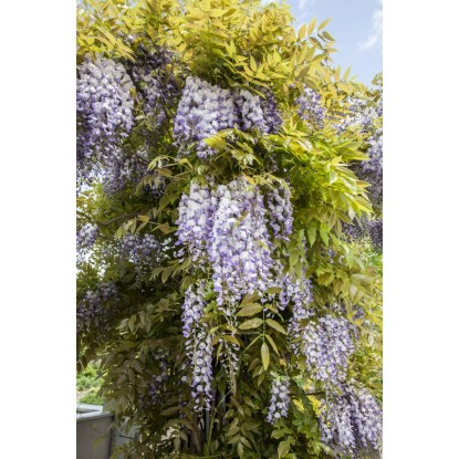 OBI Glicinija miks višina pribl. 80 cm lonec pribl. 6 l Wisteria