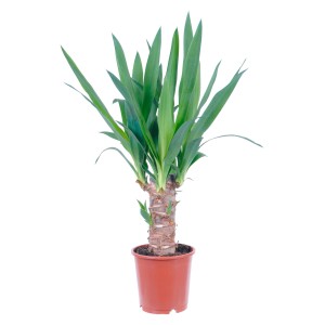 Palmova lilija 1 steblo Lonček Ø pribl. 11 cm Yucca elephantipes