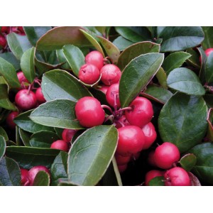 Gaulterija Višina pribl. 5-10 cm Lonček pribl. 0,5 l Gaultheria