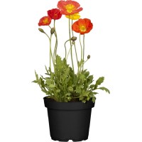 GROW by OBI Mak 22 cm Papaver
