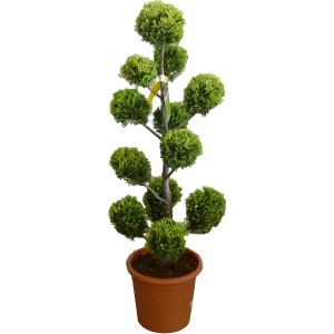 OBI Rumena Lejlandijeva cipresa "Castlewelland Gold" višina 60 cm Lonec 9 l