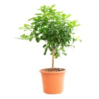 Limona v lončku Ø 12 cm Citrus Limonum