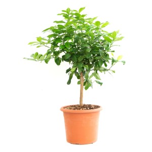Limona v lončku Ø 12 cm Citrus Limonum