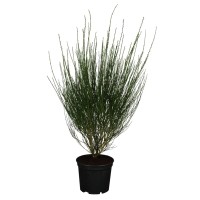 OBI Navadna metla rumena višina pribl. 60-80 cm lonec pribl. 3 l Cytisus