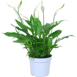 GROW by OBI Spatifil Bellini višina pribl. 35 cm Ø lončka pribl. 13 cm