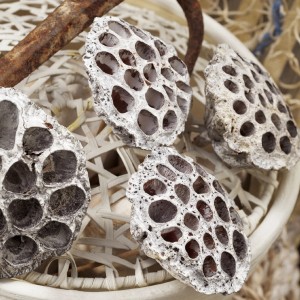 Okrasna rastlina lotus na steblu s snegom bela