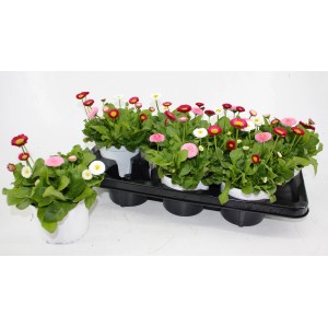 Navadna marjetica tri različne barve Ø lončka pribl. 13 cm Bellis perennis