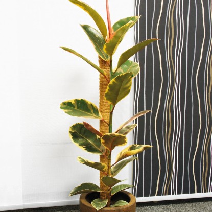 Belissa Kokosova palica 80 cm Ø 45 mm, naravna