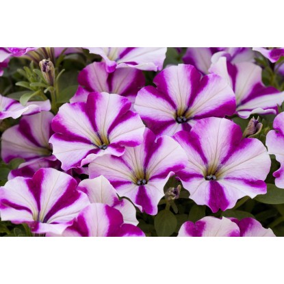 Viseča petunija Peppy Ø lonca pribl. 12 cm Petunia