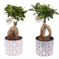 Bonsaj "fikus Ginseng" v keramičnem lončku več vrst višina pribl. 35 cm