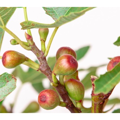 GROW by OBI Figovec 20-30 cm Ø lonca ca. 22 cm Ficus carica Little Miss Figgy